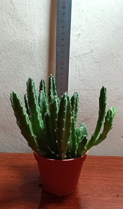 Домашнее растение Секкулент