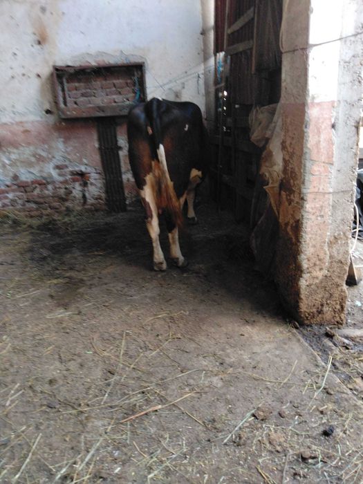 Vaca bălțată 6 ani