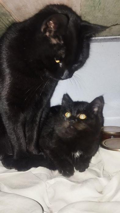 Shu 4 tasi hadiyaga beriladi