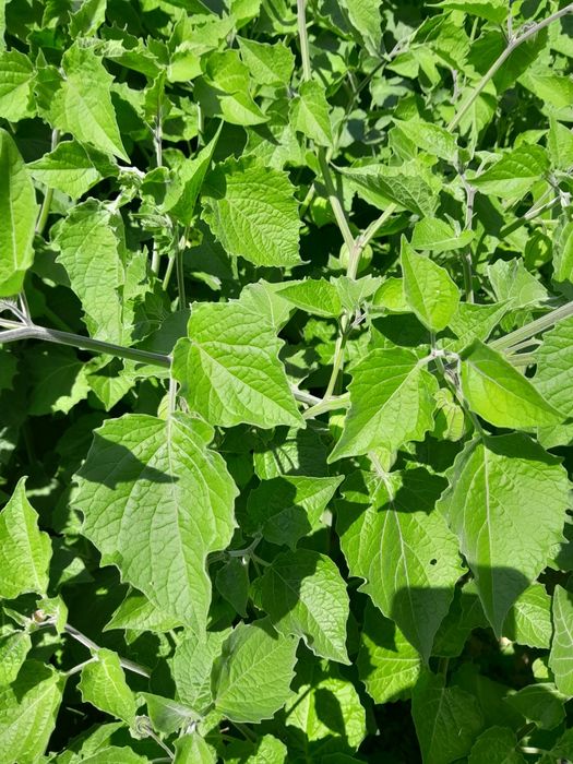 physalis peruviana rasad