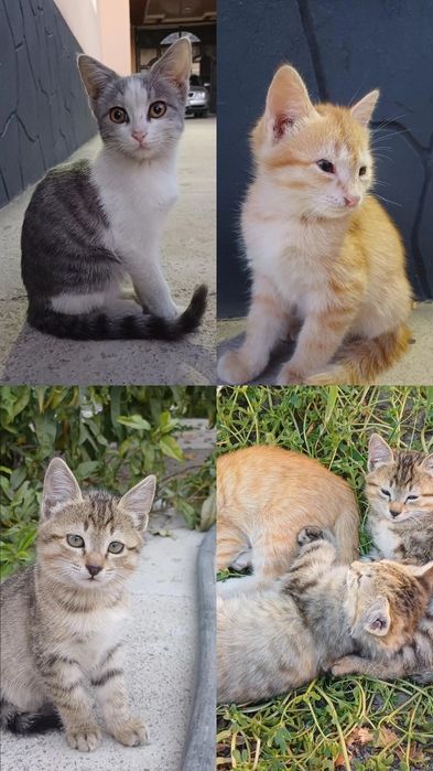 Отдам бесплатно 4 котята и одну кошку