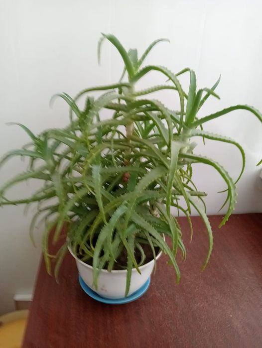 Продам Алоэ многолетнее
