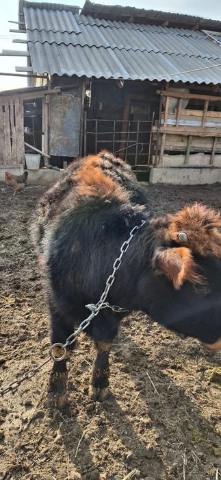 Бұқа сатылады еркек