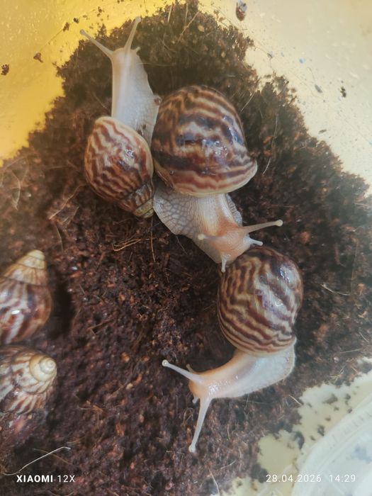 Улитки сухопутные Ахатины