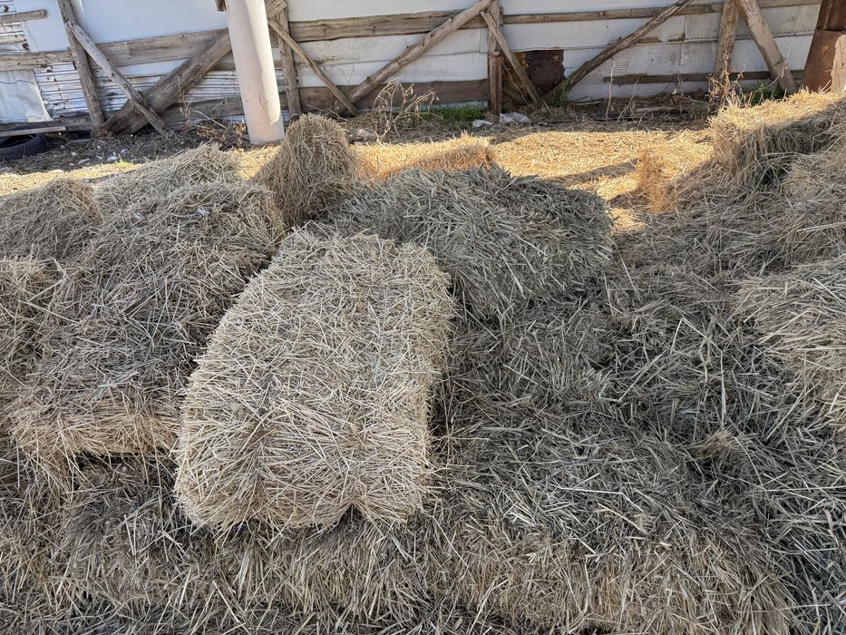 Сено для крупно рогатого скота