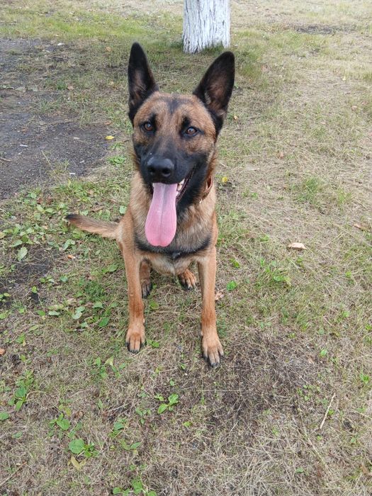 Бельгийская овчарка малинуа