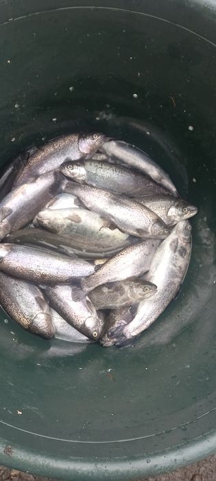 Pastrav curcubeu 300-600g