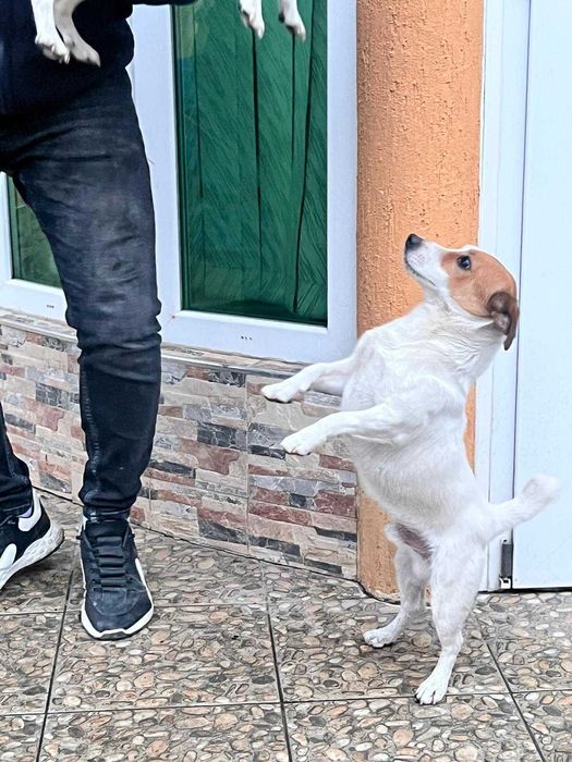 Продавам Джак Ръселчета