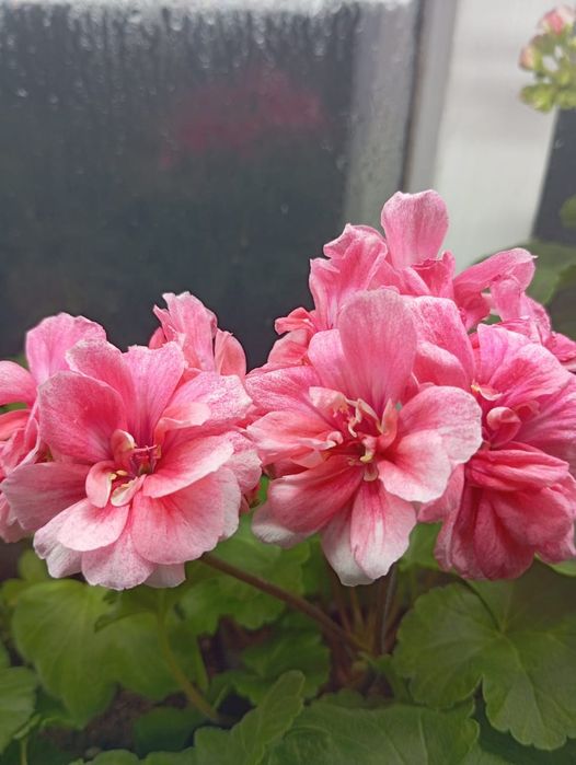 Сортовые коллекционные пеларгонии