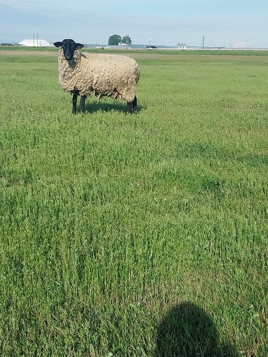 Vând oi de rasa  suffolk