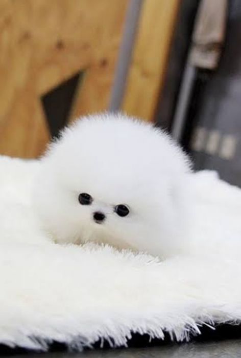 Беру на передержку пёсика