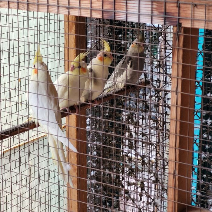 Продам молодёжь корелл