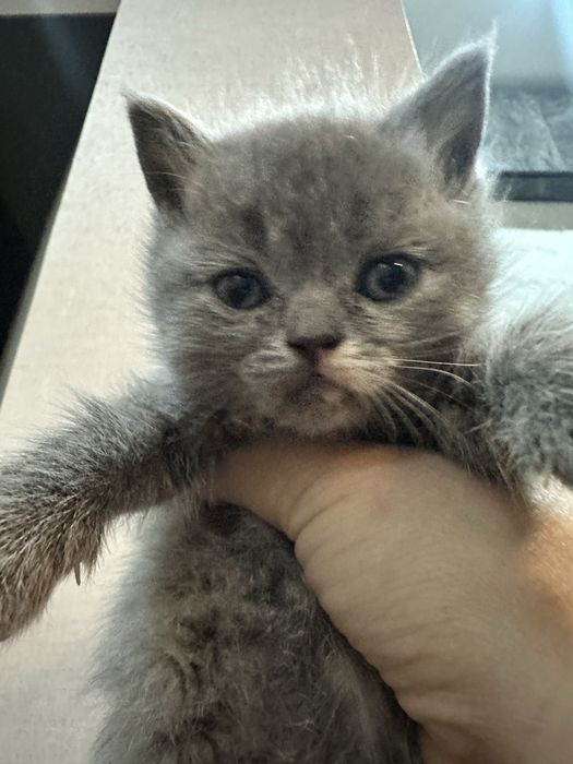 Скотиш фолд мушукчалар сотилади