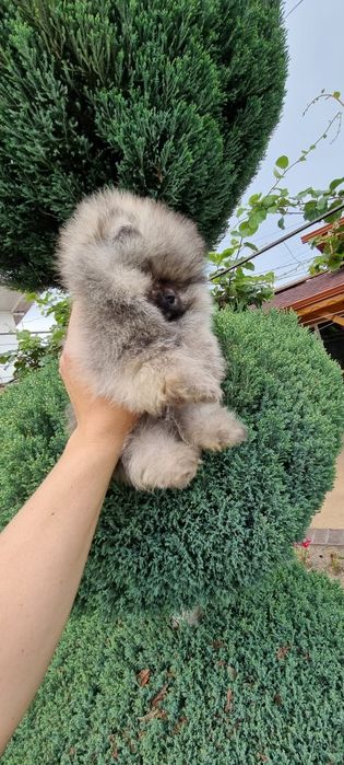 Померан мини мини