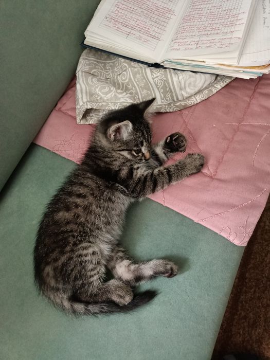 Отдам котят в добрые руки
