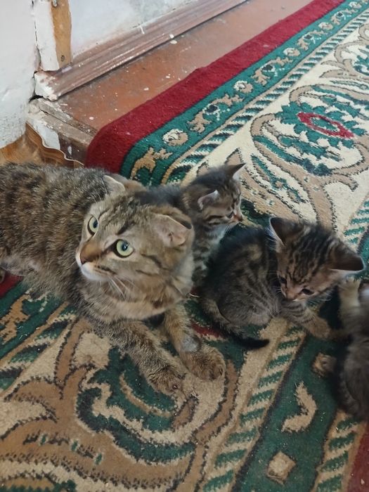 Котята в добрые руки