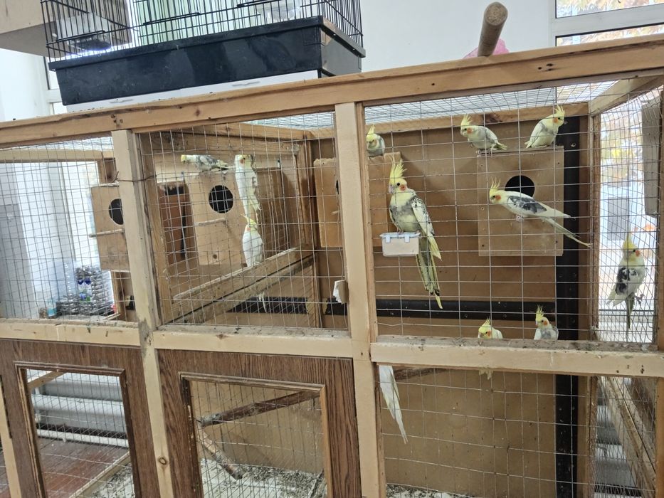 Папугай карелла Продам