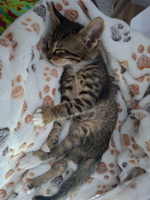 Sufletel abandonat de adoptat