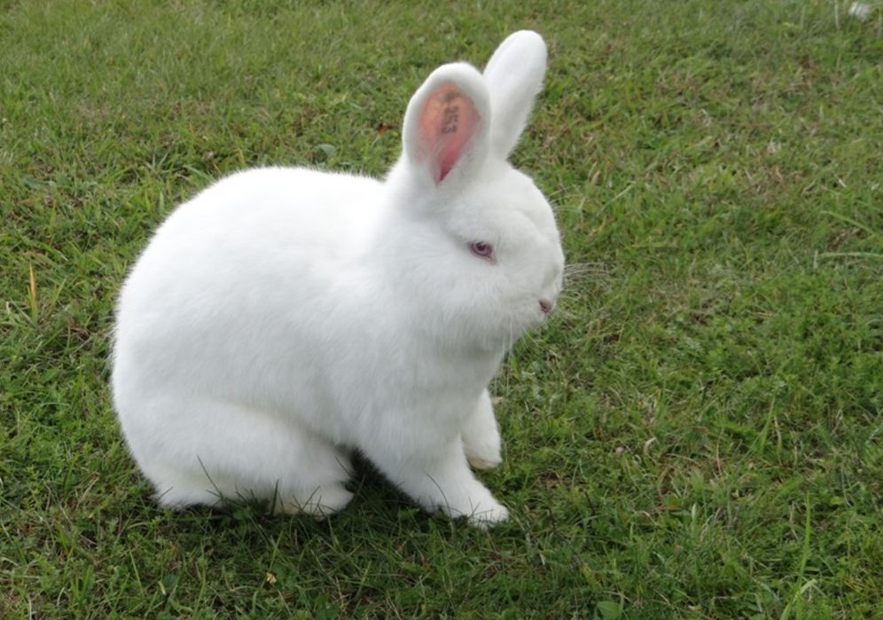 Novozenladskiy quyonchalar sotiladi