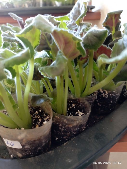 Распродажа деток сортовых фиалок