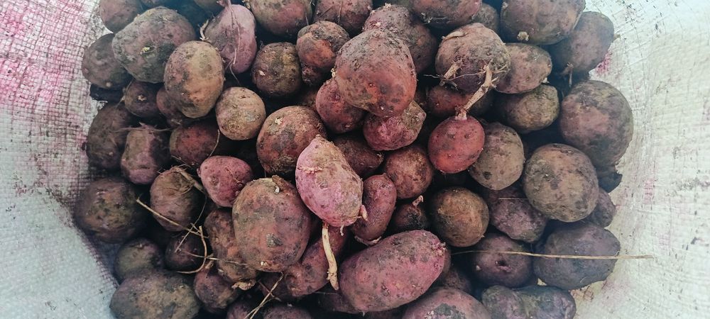 Семенной картофель