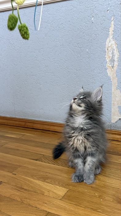 Мейн кун meyn kun , котят 2 месяца чистокровные