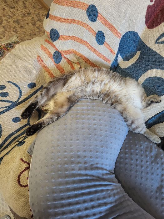 Отдам двух котиков