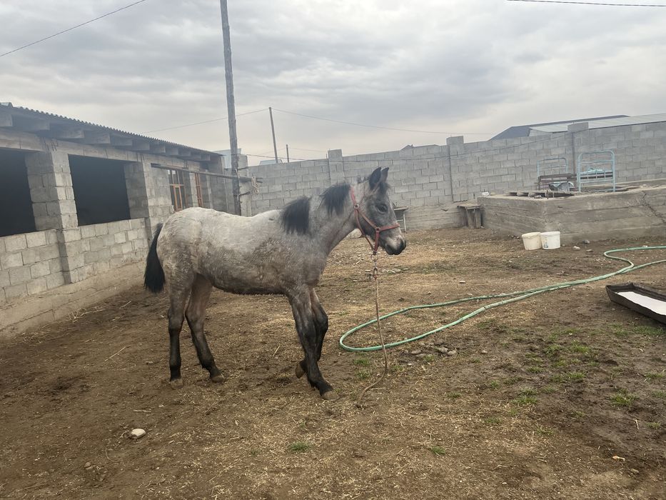 Жабағы сатылады