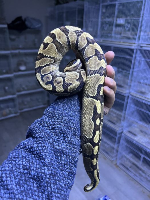 Королевский питон змея