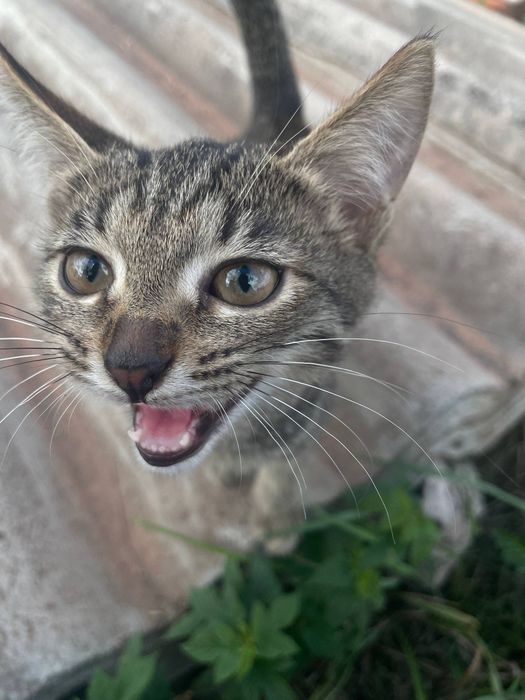 Отдам кота 3 месяца