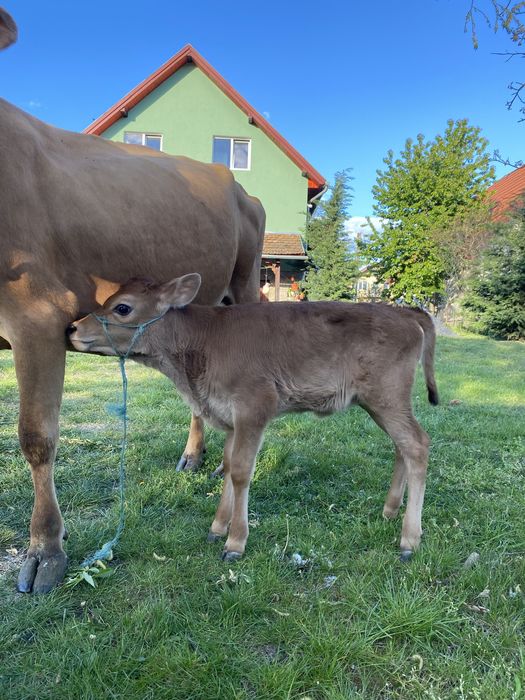 Vacă Jersey de vânzare cu vițel