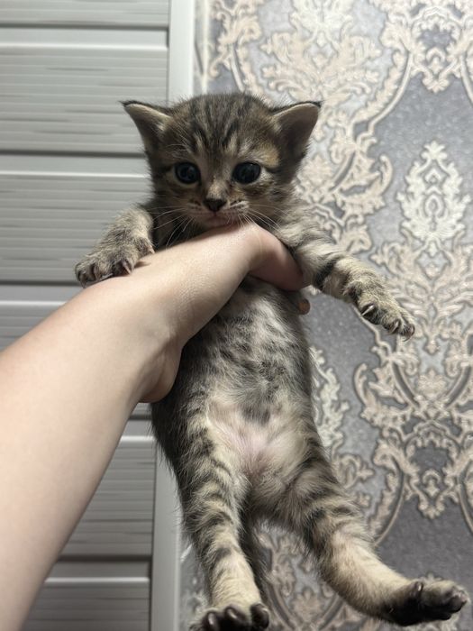 Котята бесплатно