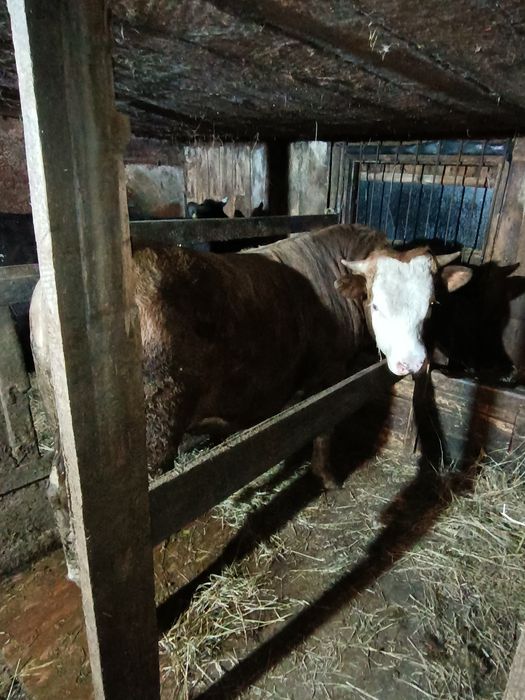 Продам Быка с откорма