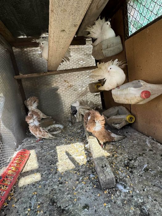 Разпродажба на домашни животни.