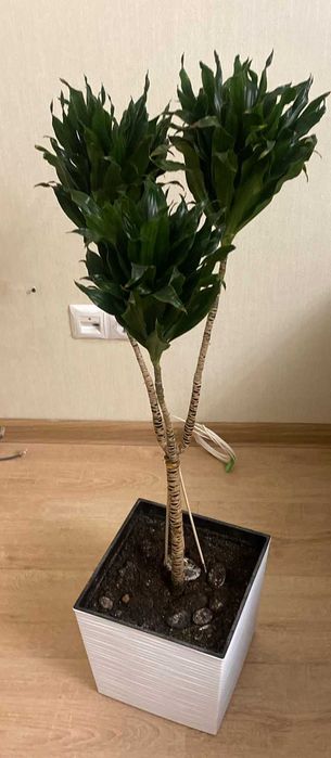 драценна компакта