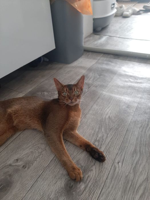 Абиссинская кошка