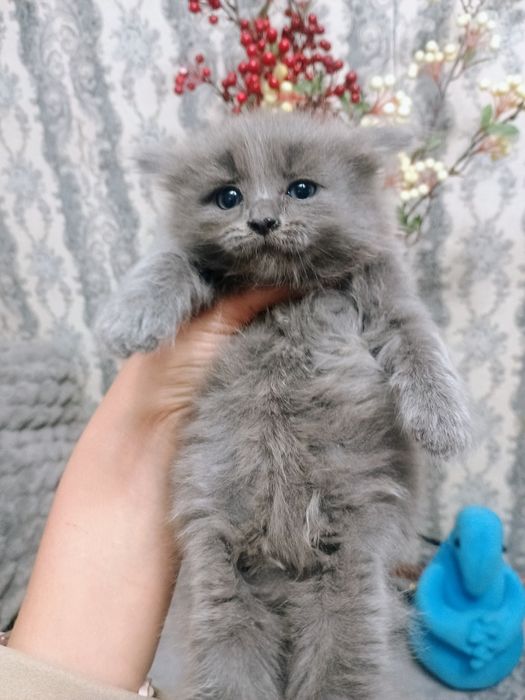 Отдам котенка в добрые руки