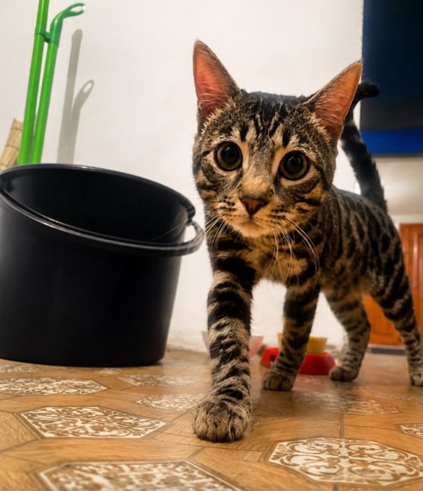 бенгальская кошка
