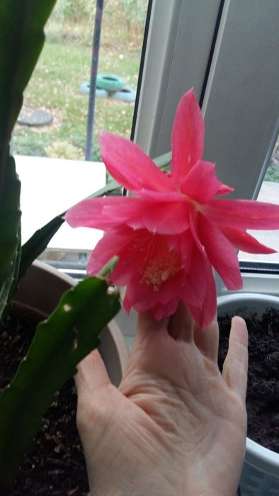 Эпифиллум Акермана