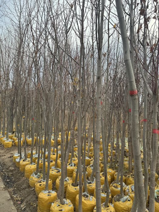 Липа             .