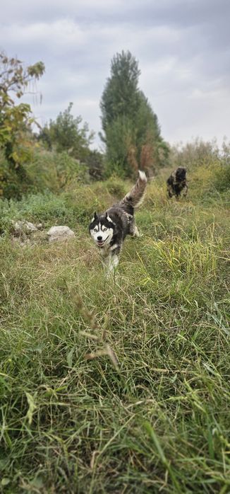 Профессиональная передержка