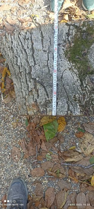 Орехов материал  .