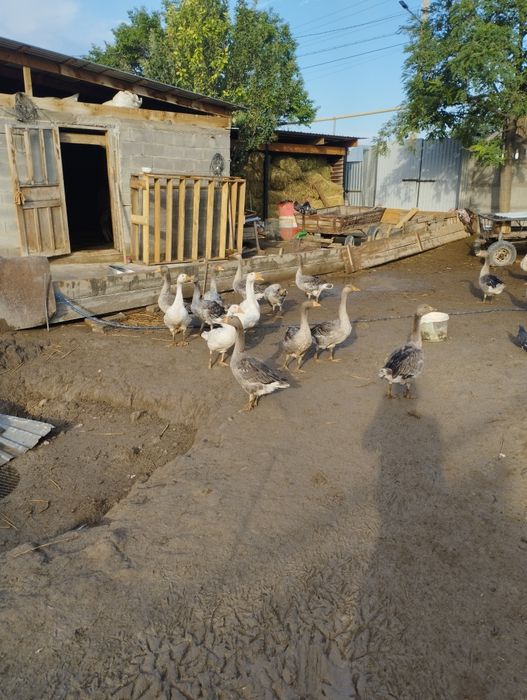 Продам гусей Крупно серые