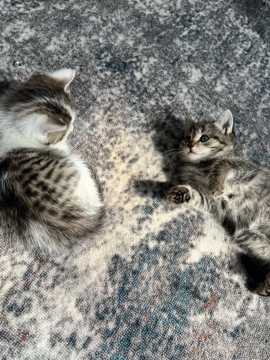 Отдам котят бесплатно