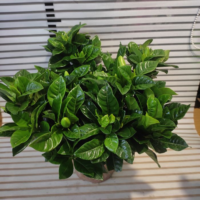 Гардения (капский жасмин)