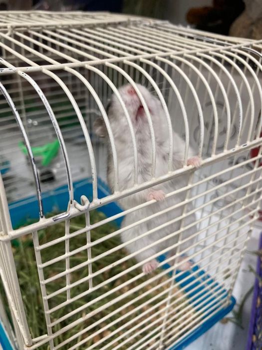 Джунгарские хомячки