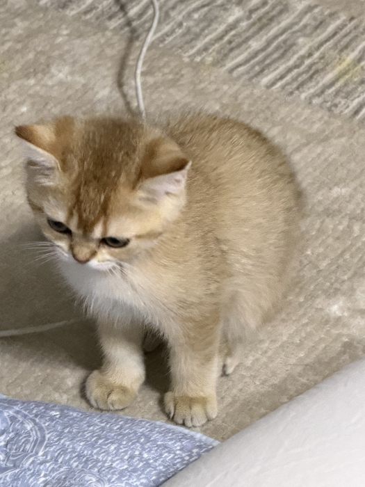 Золотые шиншиллы