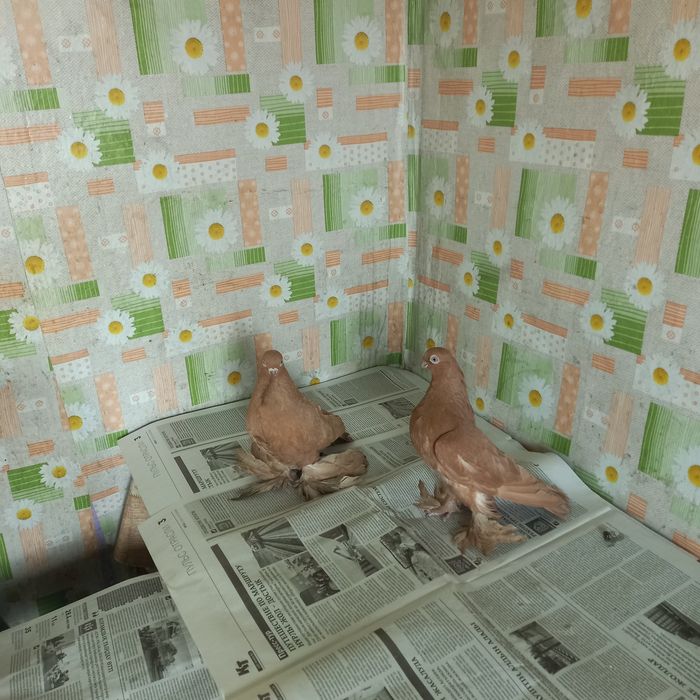 Пара жёлтых мелконосых