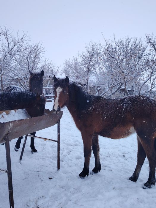 Кабылки 1,5 годовалые