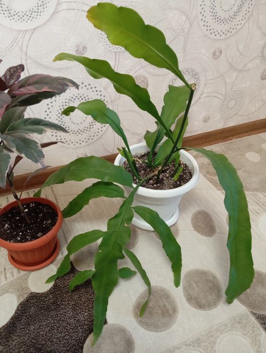 Продам растения для дома